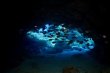 Wednesday March 13th 2019 Santana: Fire Coral Cave reef report photo 2