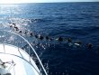 Thursday May 9th 2019 Santana: USCGC Duane reef report photo 1