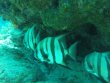 Saturday May 18th 2019 Santana: ChristmasTree Cave reef report photo 1