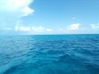 Thursday September 1st 2022 Tropical Adventure: Snapper Ledge reef report photo 1