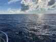 Monday September 5th 2022 Tropical Adventure: Spiegel Grove reef report photo 2