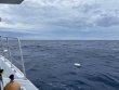 Wednesday October 19th 2022 Tropical Adventure: USCGC Bibb reef report photo 1