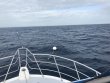 Thursday December 22nd 2016 Tropical Adventure: Spiegel Grove reef report photo 1