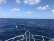 Friday October 5th 2018 Tropical Adventure: USCGC Duane reef report photo 1