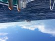 Wednesday September 3rd 2014 Tropical Adventure: USCGC Duane reef report photo 2