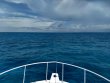 Wednesday September 9th 2020 Tropical Destiny: Snapper Ledge reef report photo 1