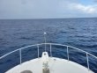 Friday July 2nd 2021 Tropical Destiny: Spiegel Grove reef report photo 3
