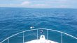 Saturday June 2nd 2018 Tropical Destiny: Snapper Ledge reef report photo 1