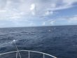 Saturday August 4th 2018 Tropical Destiny: Spiegel Grove reef report photo 1