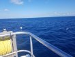 Monday April 29th 2019 Tropical Destiny: Spiegel Grove reef report photo 1
