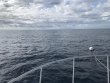 Wednesday December 4th 2019 Tropical Destiny: Spiegel Grove reef report photo 1