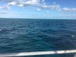 Wednesday January 4th 2017 Tropical Explorer: Sand Island reef report photo 1