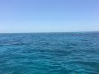 Saturday May 27th 2017 Tropical Explorer: Pickles Reef reef report photo 1