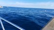 Sunday December 24th 2017 Tropical Explorer: Spiegel Grove reef report photo 1