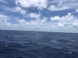 Saturday August 4th 2018 Tropical Explorer: Spiegel Grove reef report photo 1