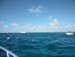 Sunday October 14th 2018 Tropical Explorer: Drift Molasses reef report photo 1