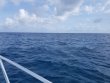 Tuesday October 23rd 2018 Tropical Explorer: Spiegel Grove reef report photo 1