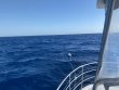 Tuesday April 19th 2022 Tropical Legend: Spiegel Grove reef report photo 1