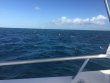 Friday October 14th 2016 Tropical Legend: Eagle Ray Alley reef report photo 1