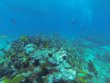Friday September 29th 2017 Tropical Legend: Pickles Reef reef report photo 1