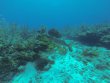 Saturday October 7th 2017 Tropical Legend: ChristmasTree Cave reef report photo 1