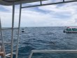Saturday March 31st 2018 Tropical Legend: Spanish Anchor reef report photo 1