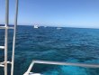 Thursday April 5th 2018 Tropical Legend: Spanish Anchor reef report photo 1