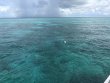 Friday August 24th 2018 Tropical Legend: Pickles Reef reef report photo 1