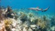 Sunday September 23rd 2018 Tropical Legend: Pickle Barrel Wreck reef report photo 2