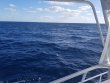 Wednesday October 31st 2018 Tropical Legend: USCGC Duane reef report photo 1