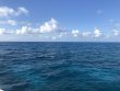 Friday April 12th 2019 Tropical Legend: Pickles Reef reef report photo 1