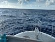 Thursday September 17th 2020 Tropical Odyssey: Spiegel Grove reef report photo 1