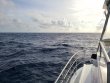 Wednesday October 28th 2020 Tropical Odyssey: USCGC Bibb reef report photo 1