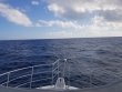 Sunday November 1st 2020 Tropical Odyssey: Spiegel Grove reef report photo 1