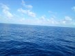 Thursday September 9th 2021 Tropical Odyssey: Spiegel Grove reef report photo 2