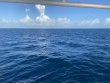 Tuesday October 26th 2021 Tropical Odyssey: Spiegel Grove reef report photo 1