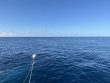Sunday September 10th 2023 Tropical Odyssey: Spiegel Grove reef report photo 1