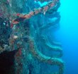 Tuesday June 14th 2016 Tropical Odyssey: Spiegel Grove reef report photo 2