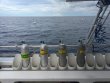 Tuesday September 27th 2016 Tropical Odyssey: Spiegel Grove reef report photo 1