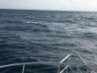 Monday December 12th 2016 Tropical Odyssey: Spiegel Grove reef report photo 1