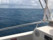 Tuesday April 11th 2017 Tropical Odyssey: Spiegel Grove reef report photo 1
