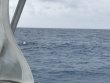 Monday April 17th 2017 Tropical Odyssey: Spiegel Grove reef report photo 1