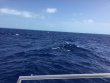Monday May 1st 2017 Tropical Odyssey: USCGC Duane reef report photo 1
