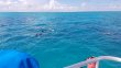 Sunday October 15th 2017 Tropical Odyssey: The Horseshoe reef report photo 1