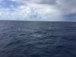 Friday October 20th 2017 Tropical Odyssey: USCGC Duane reef report photo 1