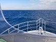 Thursday November 16th 2017 Tropical Odyssey: Spiegel Grove reef report photo 1