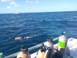 Wednesday December 27th 2017 Tropical Odyssey: Spiegel Grove reef report photo 1