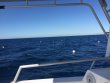 Saturday March 3rd 2018 Tropical Odyssey: Spiegel Grove reef report photo 1