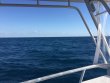 Saturday March 24th 2018 Tropical Odyssey: Spiegel Grove reef report photo 1