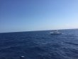 Wednesday April 11th 2018 Tropical Odyssey: USCGC Duane reef report photo 1